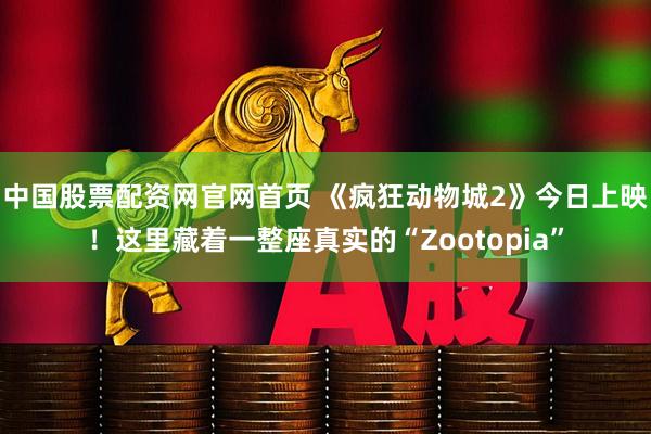 中国股票配资网官网首页 《疯狂动物城2》今日上映！这里藏着一整座真实的“Zootopia”